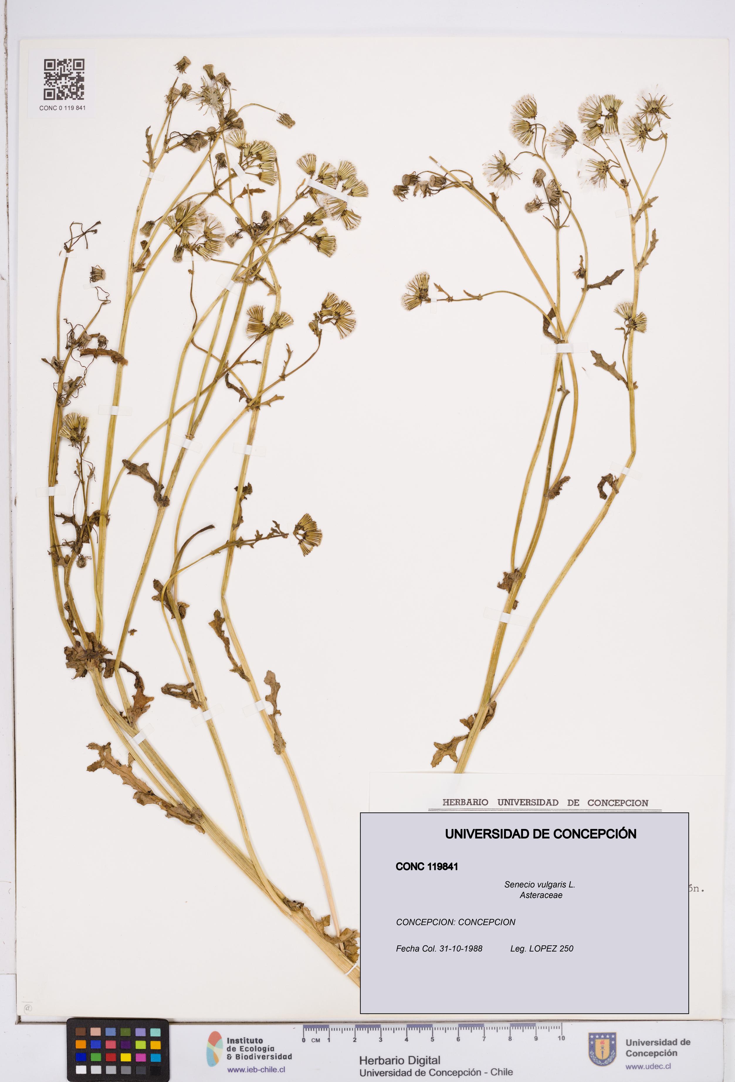 Senecio vulgaris [Espécimen: ]