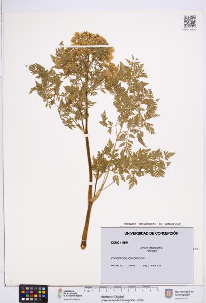 Conium maculatum [Espécimen: ]
