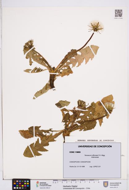 Taraxacum officinale [Espécimen: ]