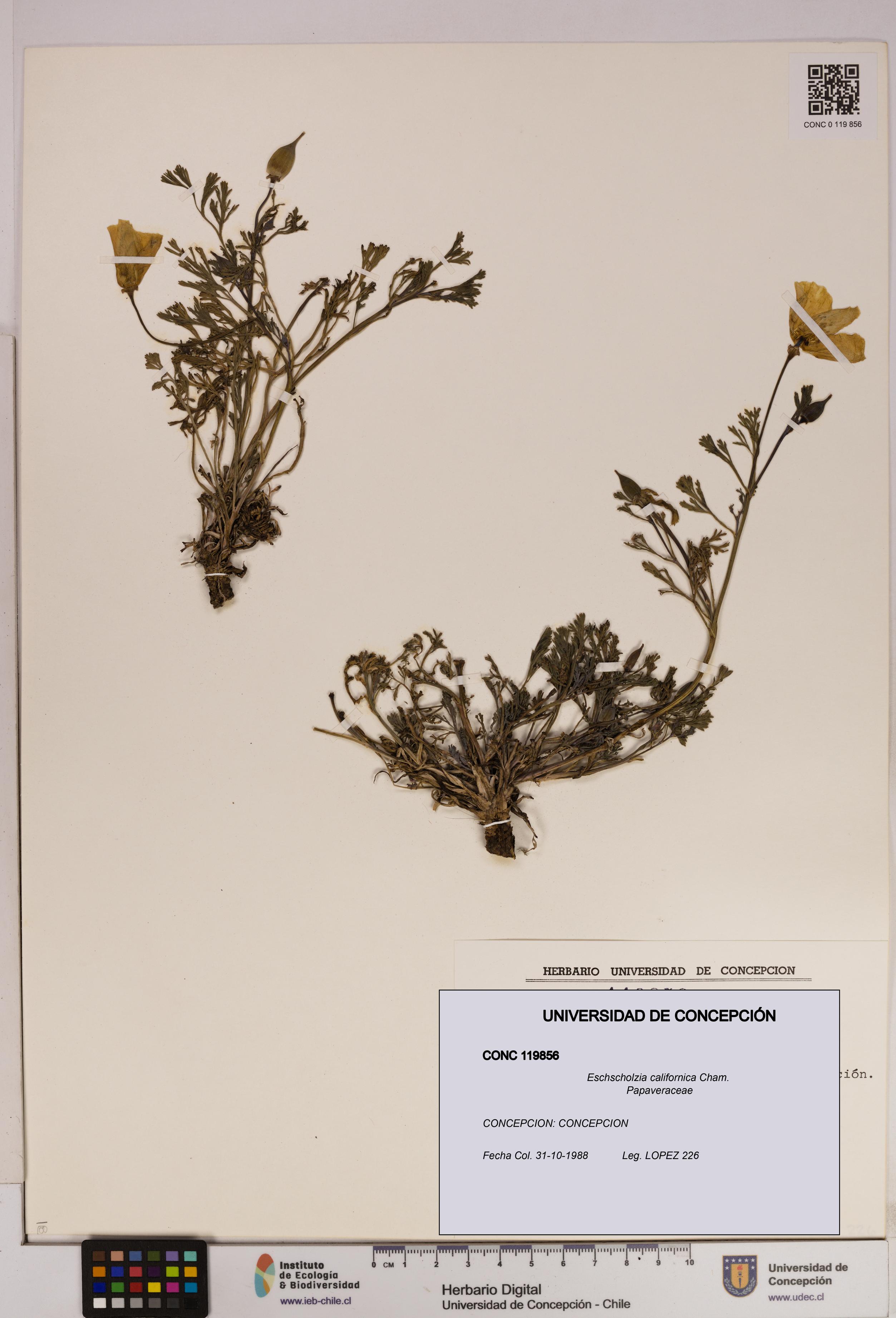 Eschscholzia californica [Espécimen: UDEC:CONC:0119856]