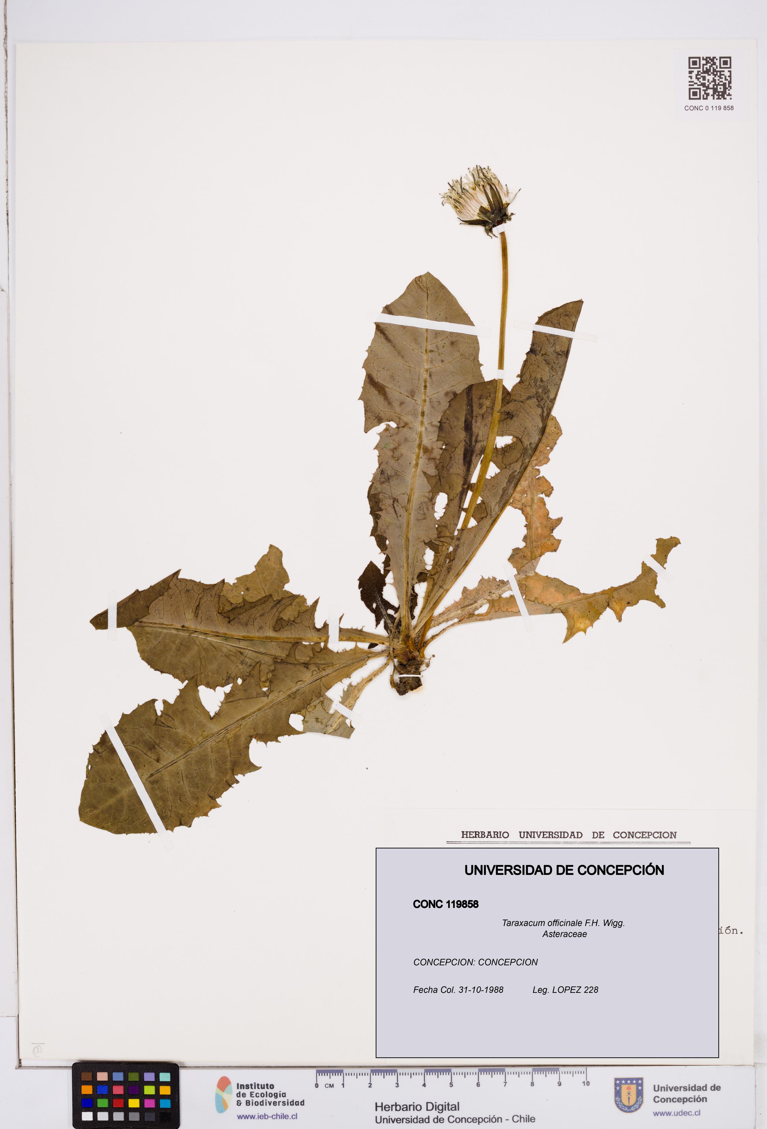 Taraxacum officinale [Espécimen: ]