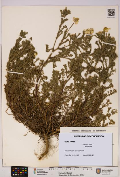 Anthemis cotula [Espécimen: UDEC:CONC:0119869]