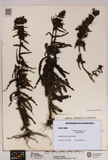 Bellardia trixago [Espécimen: UDEC:CONC:0119885]