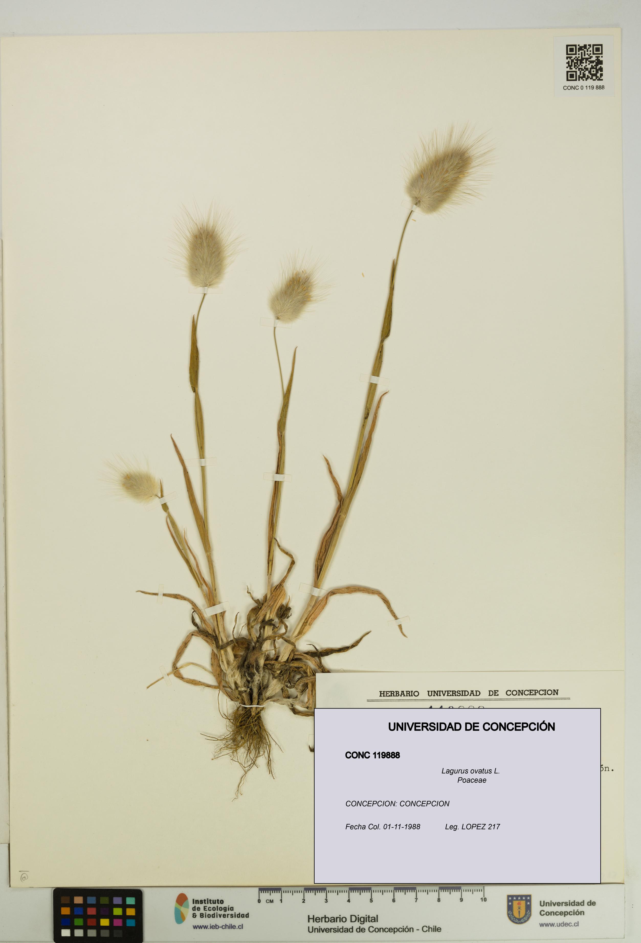 Lagurus ovatus [Espécimen: UDEC:CONC:0119888]