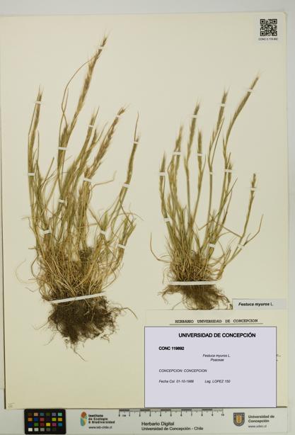 Festuca myuros [Espécimen: UDEC:CONC:0119892]