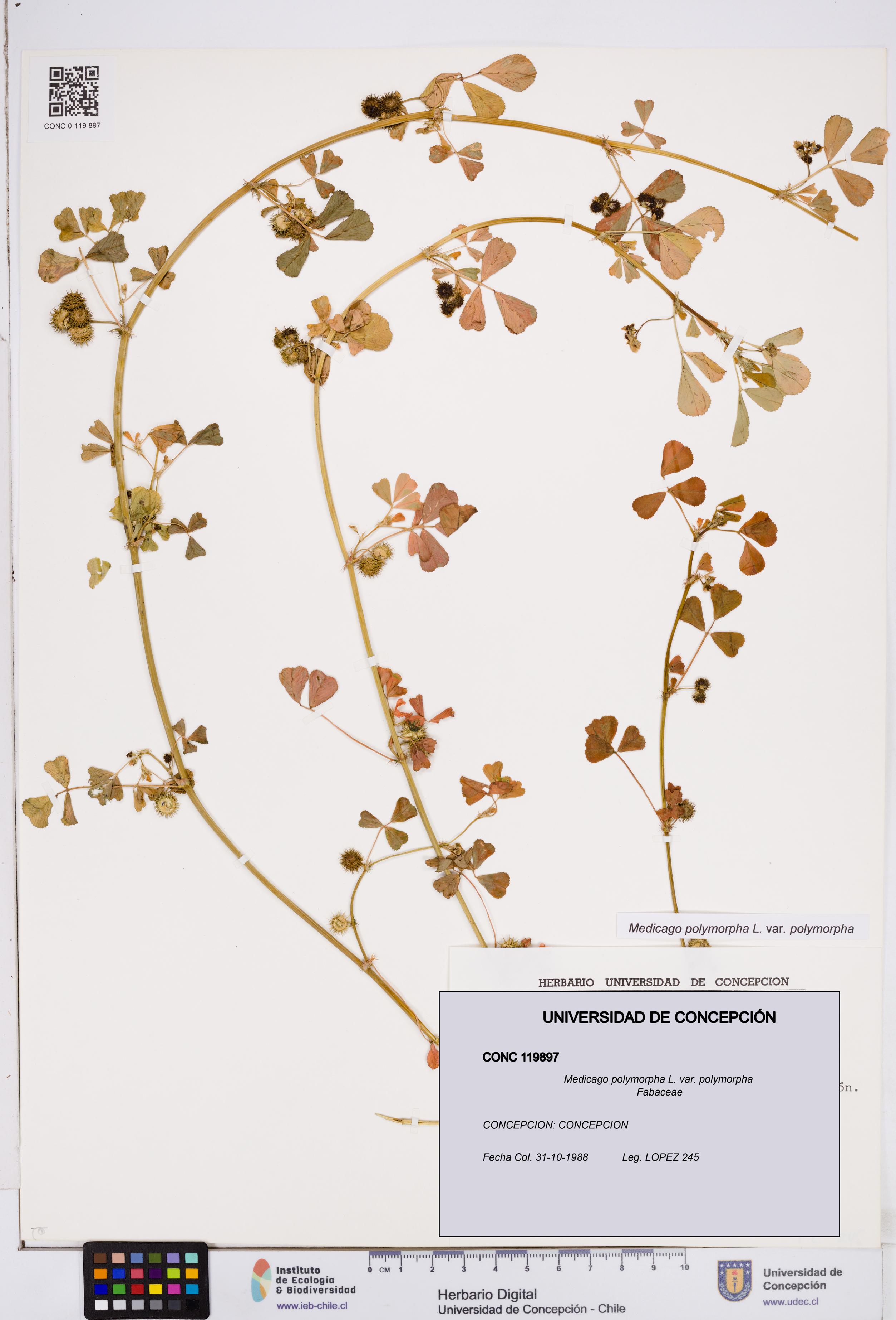 Medicago polymorpha var. polymorpha [Espécimen: ]