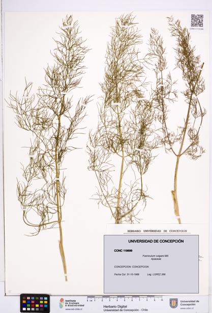 Foeniculum vulgare [Espécimen: ]