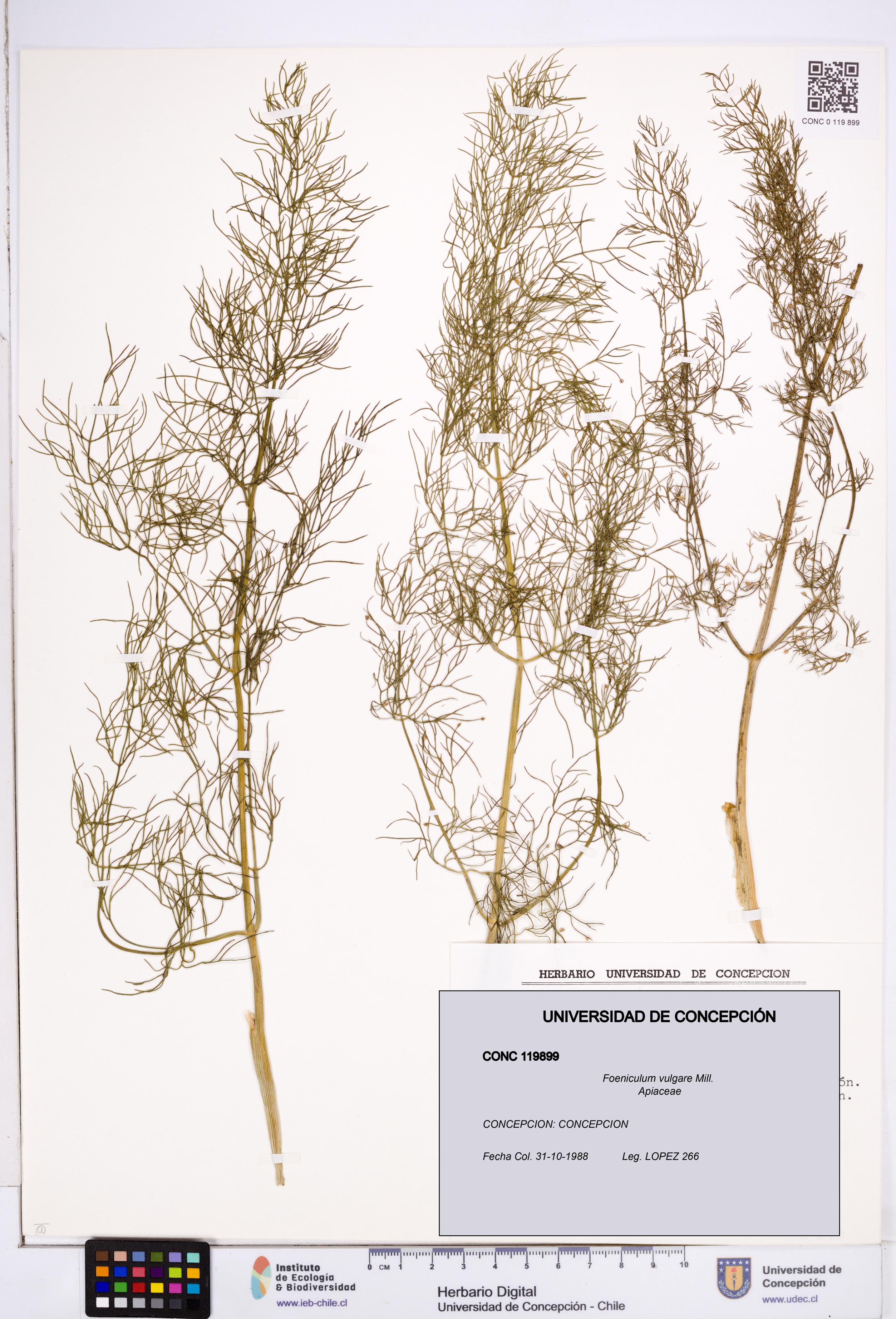 Foeniculum vulgare [Espécimen: ]