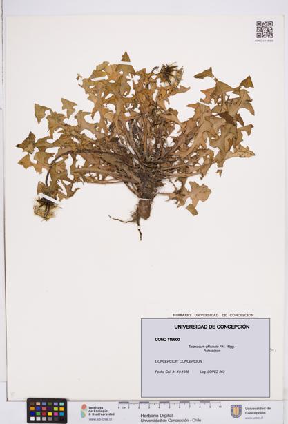 Taraxacum officinale [Espécimen: ]