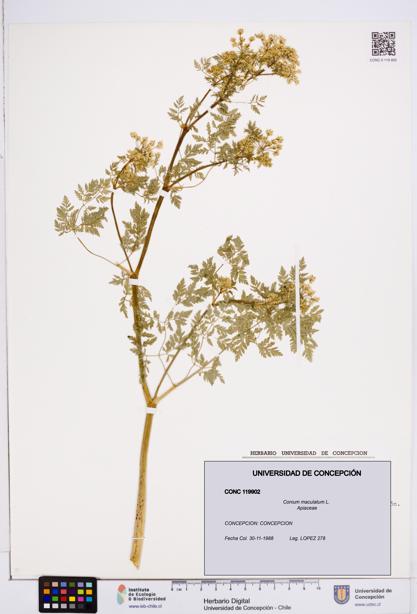 Conium maculatum [Espécimen: ]
