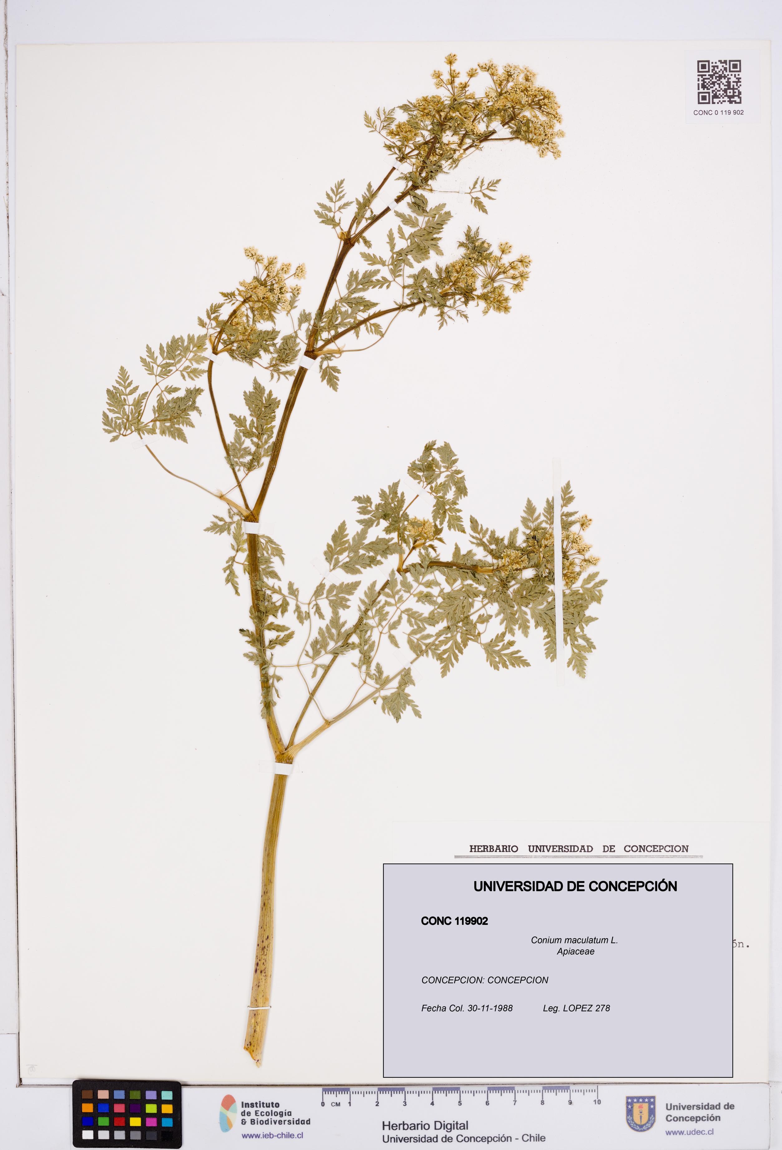 Conium maculatum [Espécimen: ]