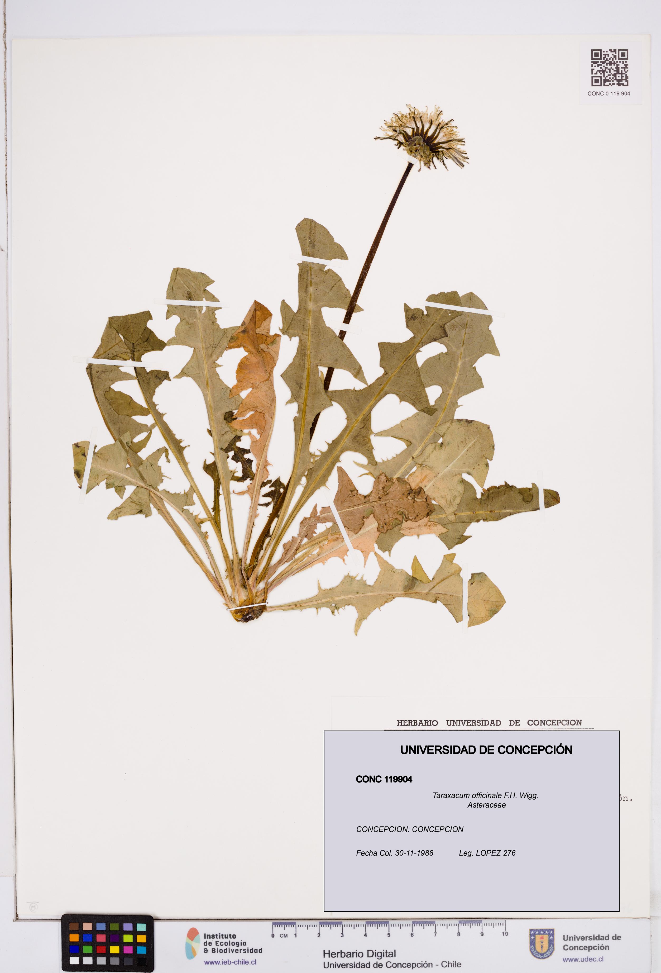 Taraxacum officinale [Espécimen: ]