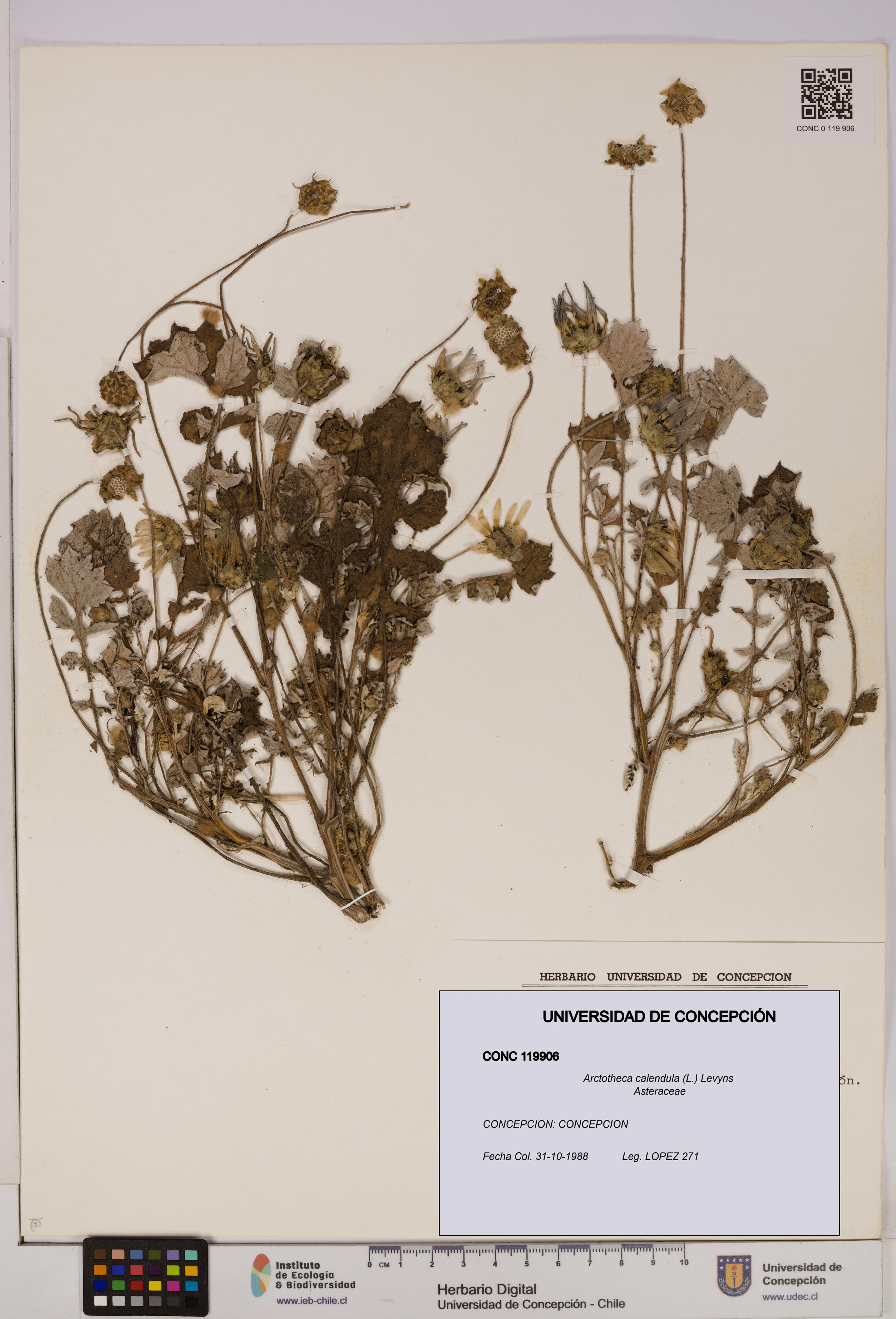 Arctotheca calendula [Espécimen: UDEC:CONC:0119906]