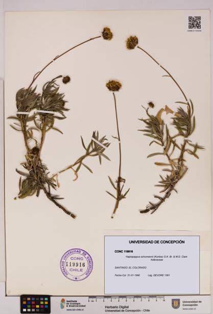 Haplopappus schumannii [Espécimen: UDEC:CONC:0119916]
