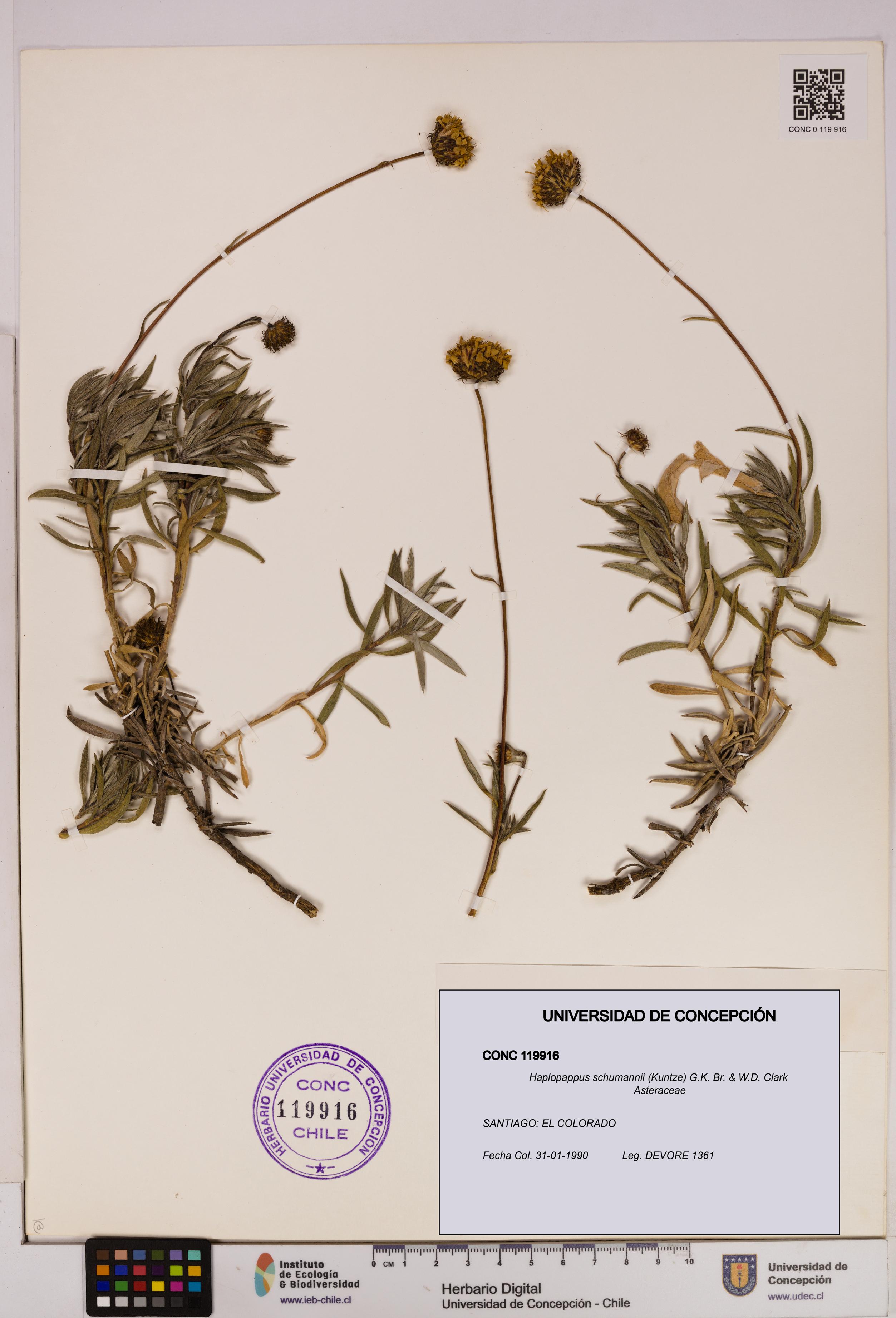 Haplopappus schumannii [Espécimen: UDEC:CONC:0119916]