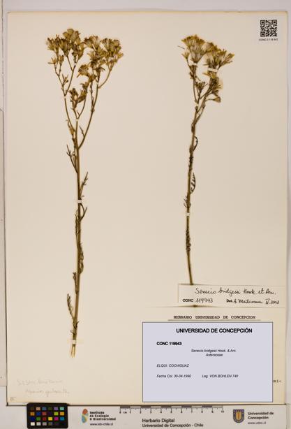 Senecio bridgesii [Espécimen: UDEC:CONC:0119943]