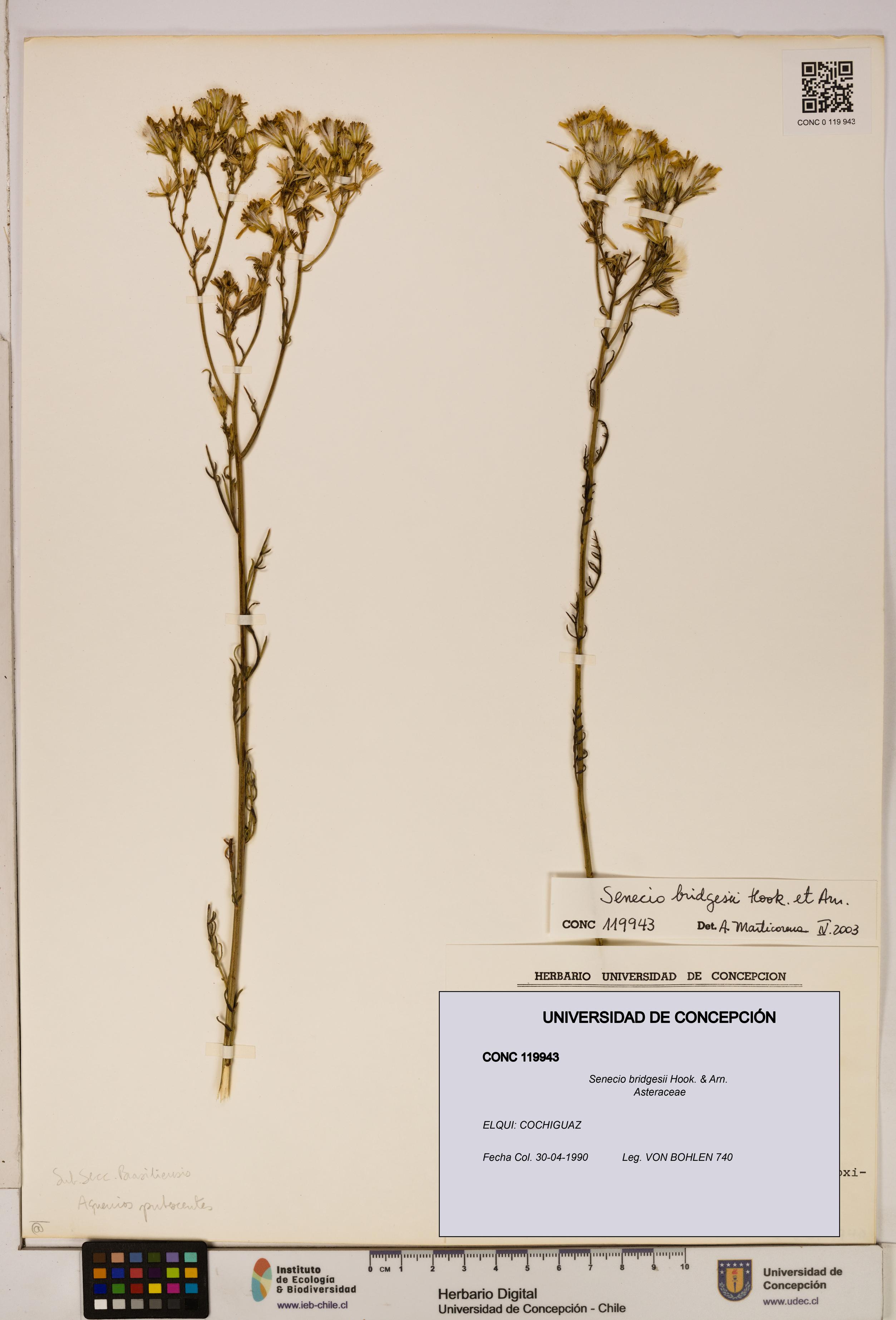 Senecio bridgesii [Espécimen: UDEC:CONC:0119943]