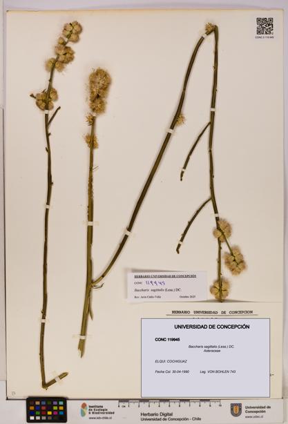 Baccharis sagittalis [Espécimen: UDEC:CONC:0119945]