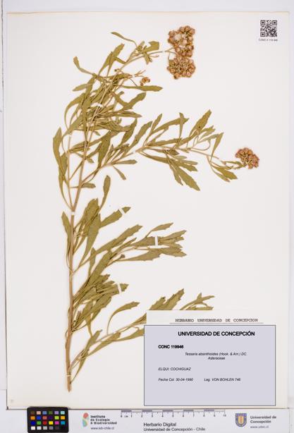 Tessaria absinthioides [Espécimen: ]