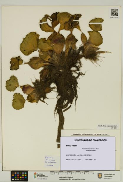 Pontederia crassipes [Espécimen: UDEC:CONC:0119951]