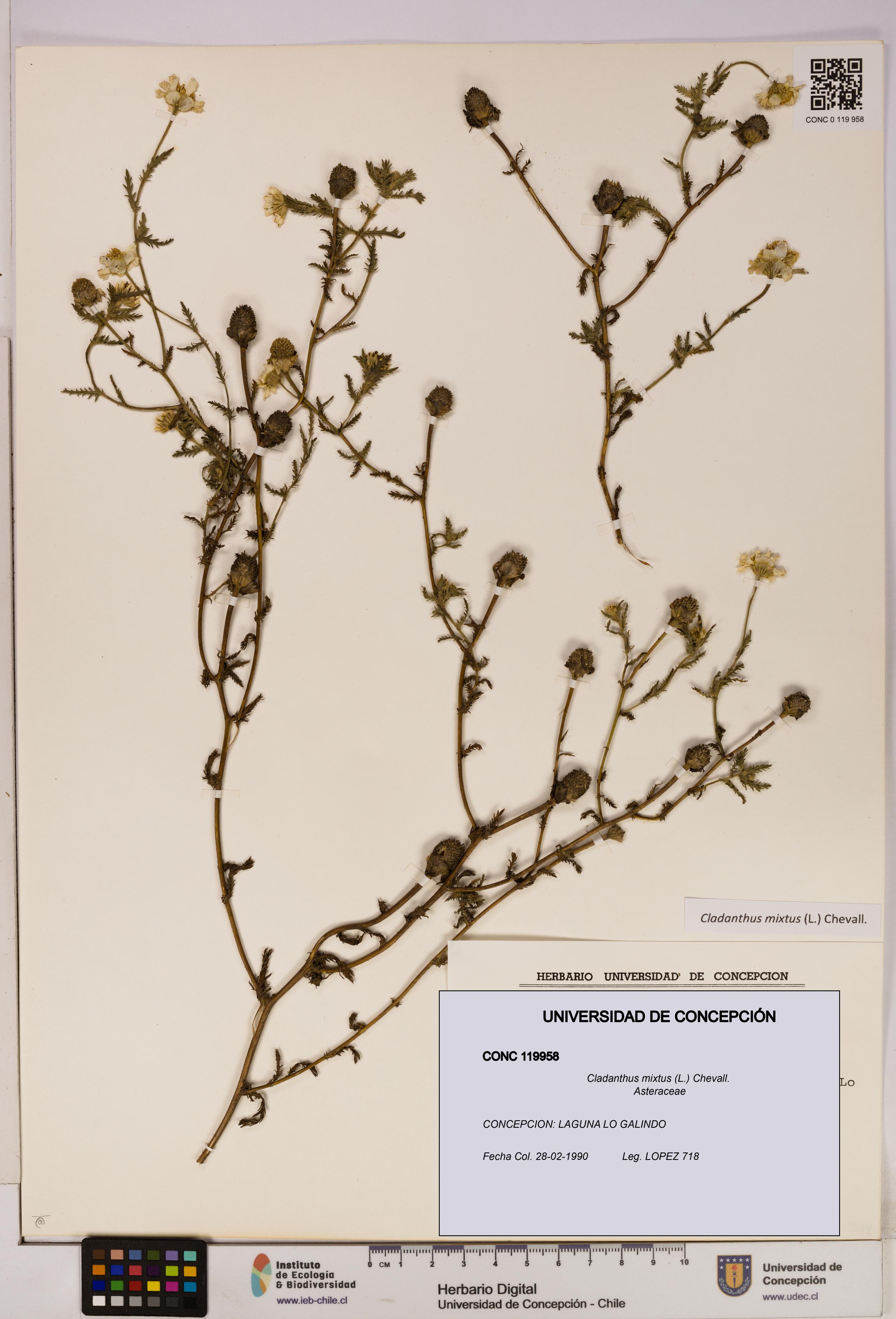 Cladanthus mixtus [Espécimen: UDEC:CONC:0119958]