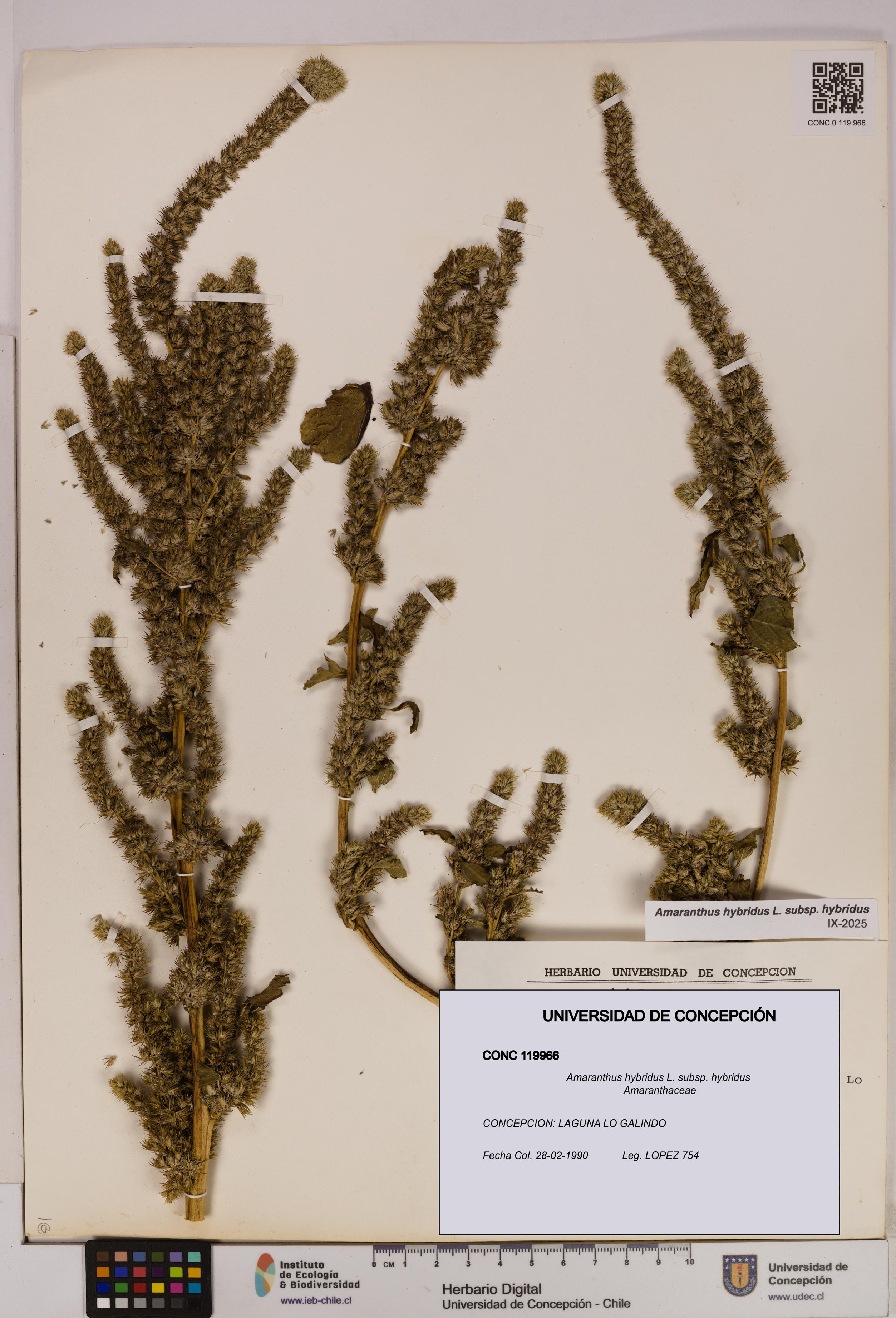 Amaranthus hybridus [Espécimen: UDEC:CONC:0119966]