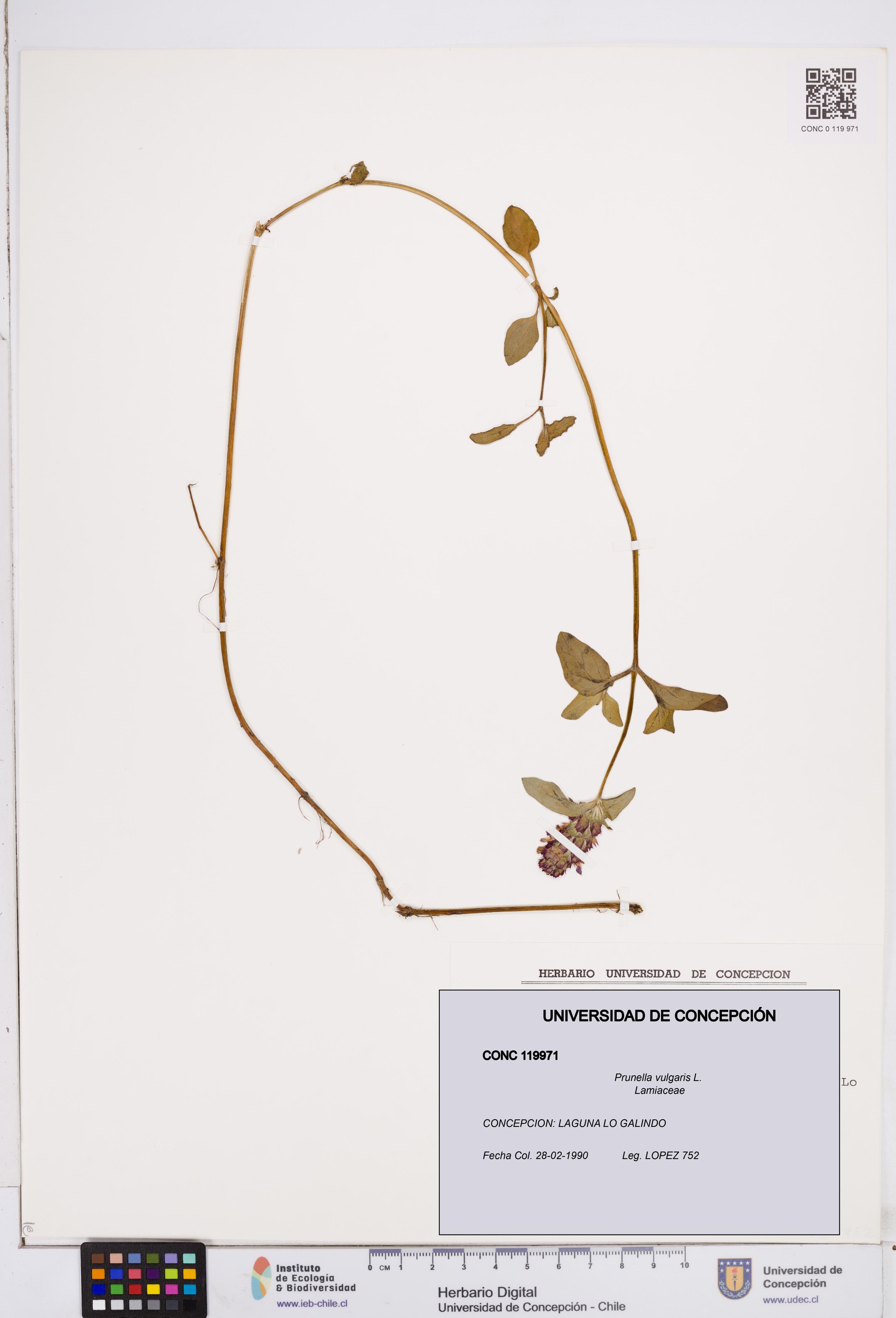 Prunella vulgaris [Espécimen: ]