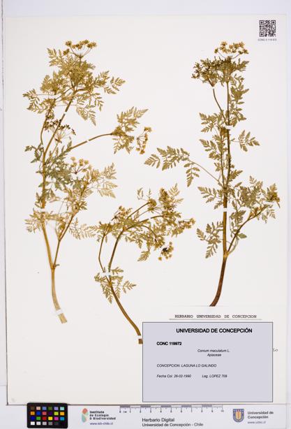 Conium maculatum [Espécimen: ]