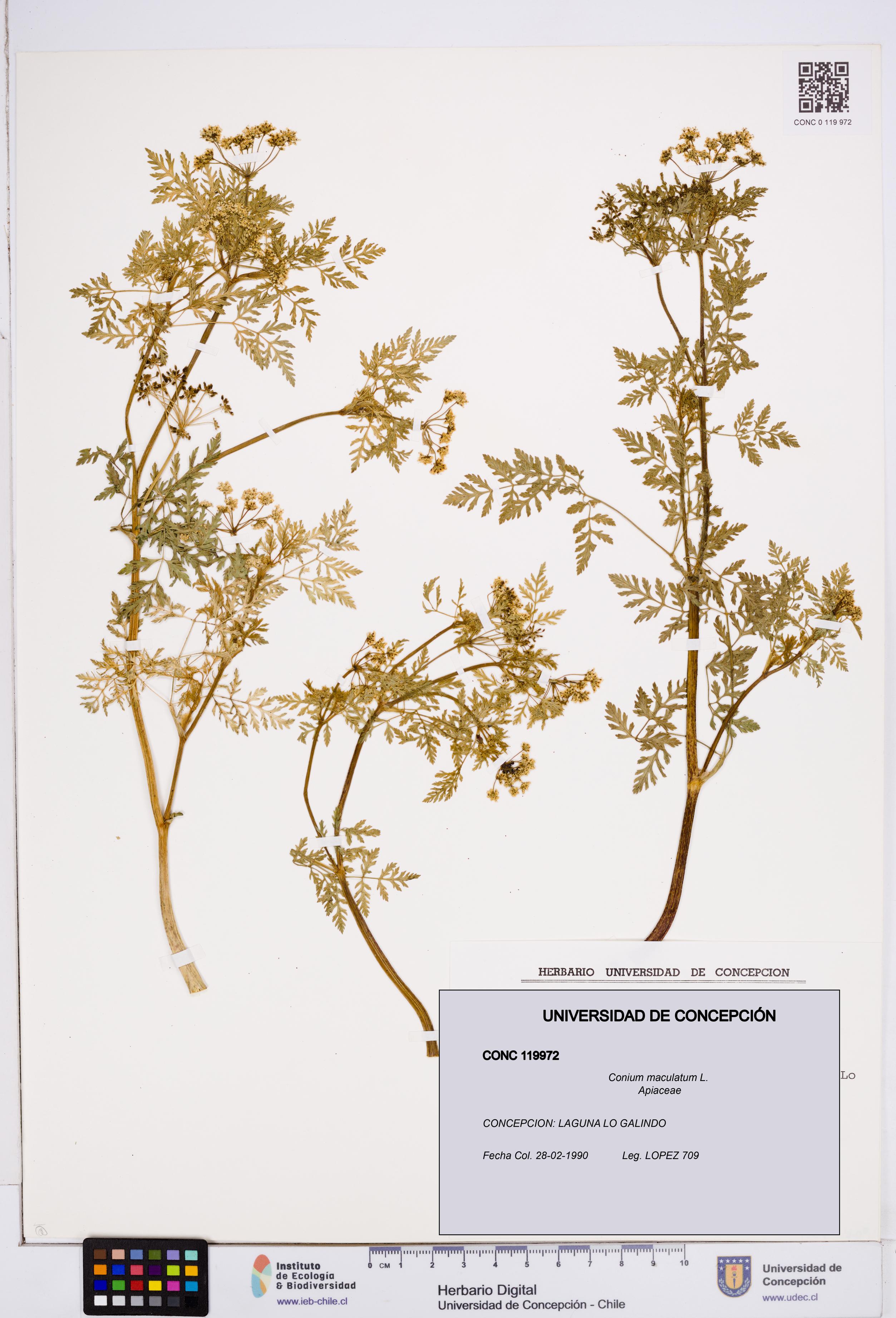 Conium maculatum [Espécimen: ]