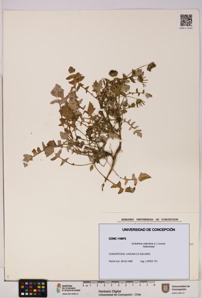 Arctotheca calendula [Espécimen: UDEC:CONC:0119973]