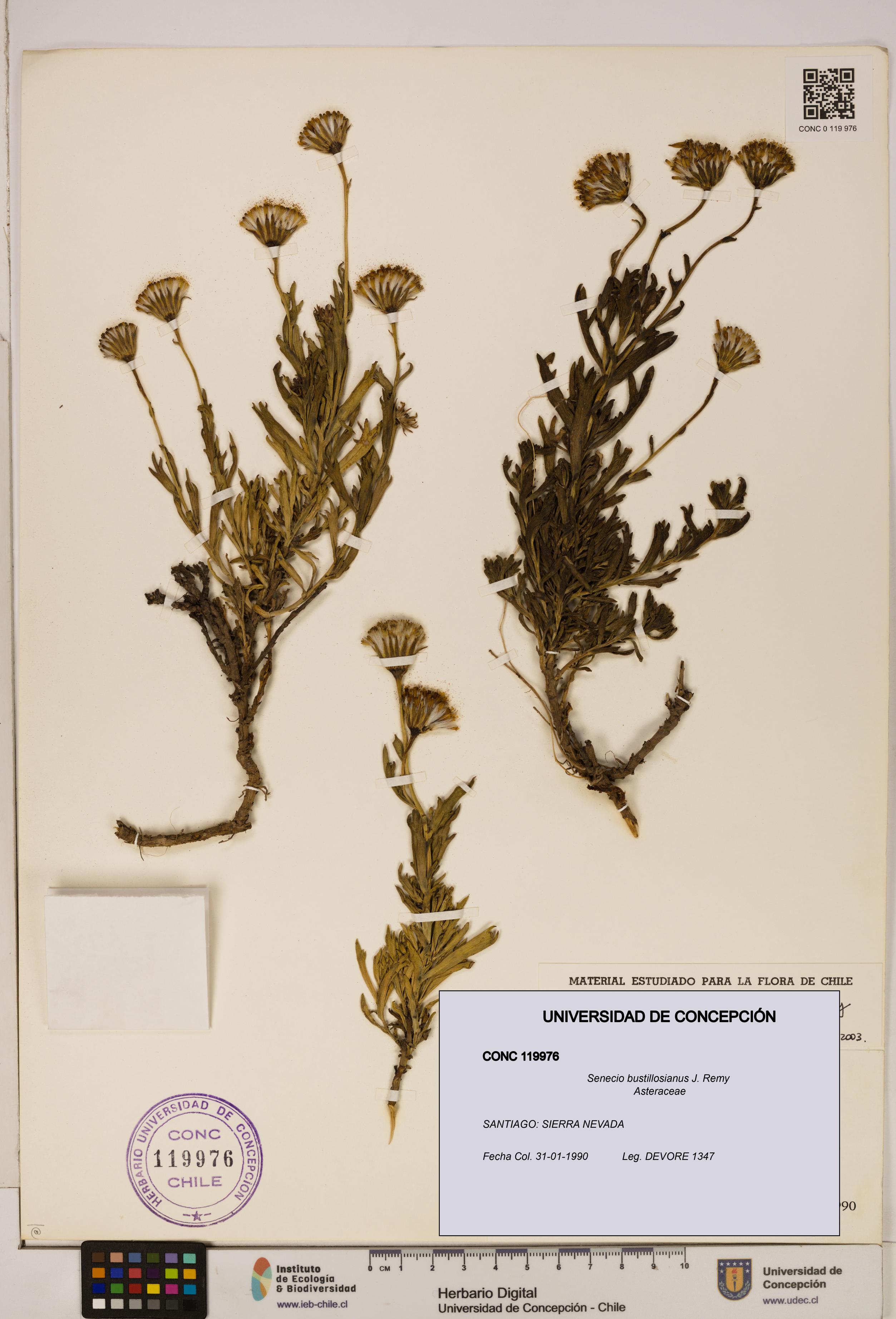 Senecio bustillosianus [Espécimen: UDEC:CONC:0119976]