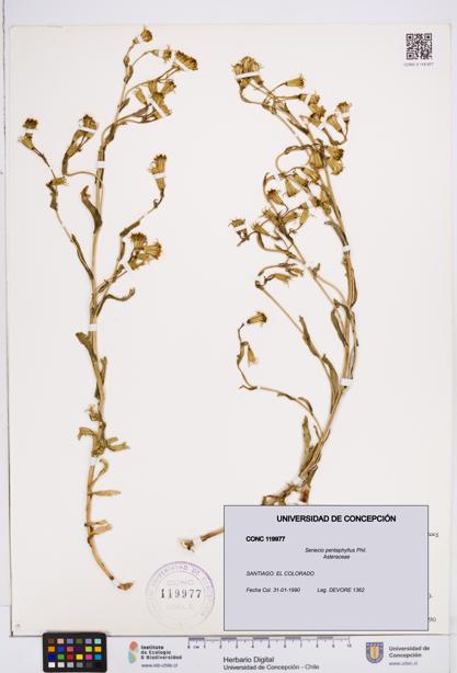 Senecio pentaphyllus [Espécimen: ]