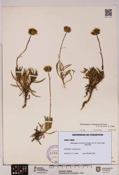 Haplopappus schumannii [Espécimen: UDEC:CONC:0119978]