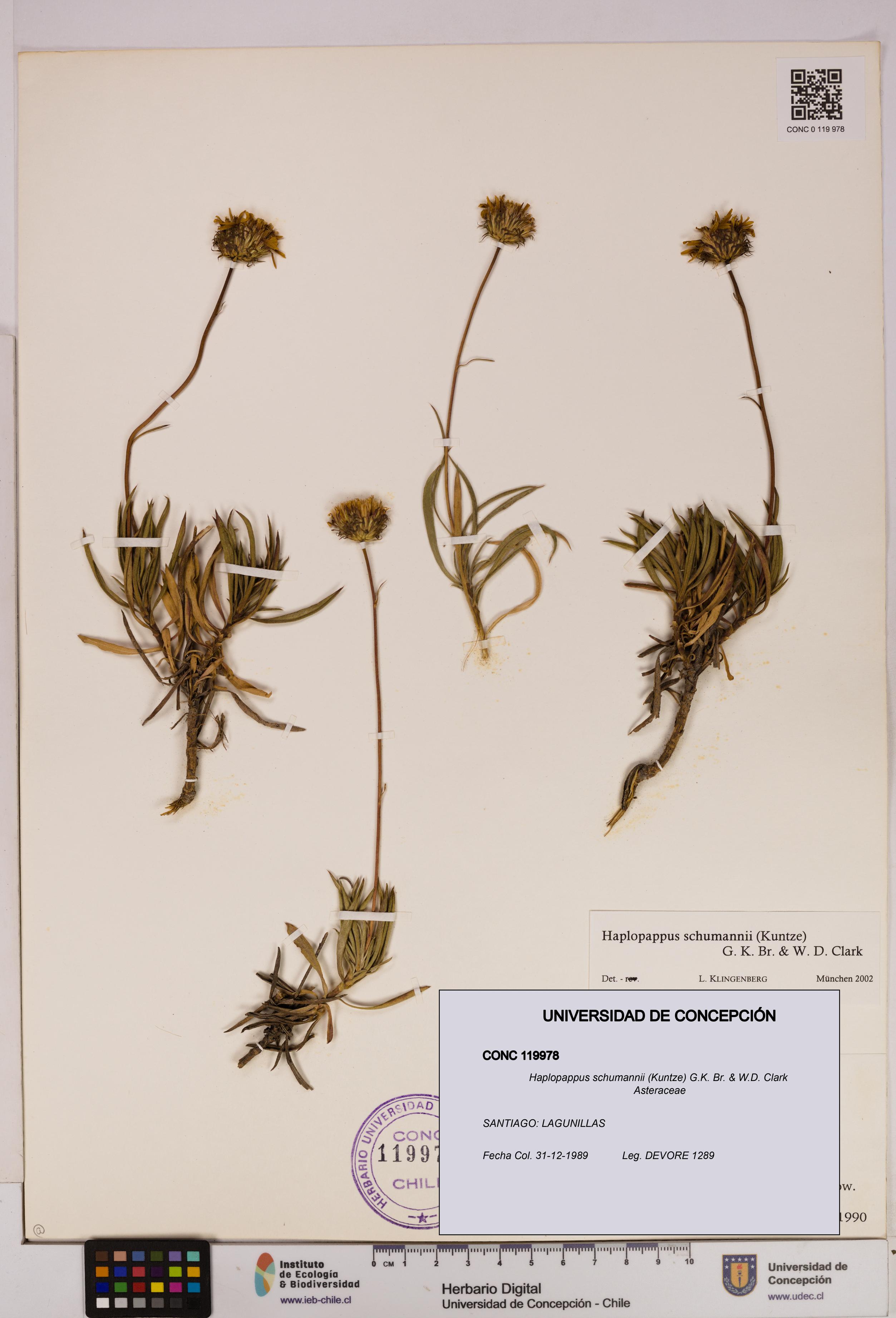 Haplopappus schumannii [Espécimen: UDEC:CONC:0119978]