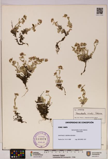 Gamochaeta nivalis [Espécimen: UDEC:CONC:0119979]