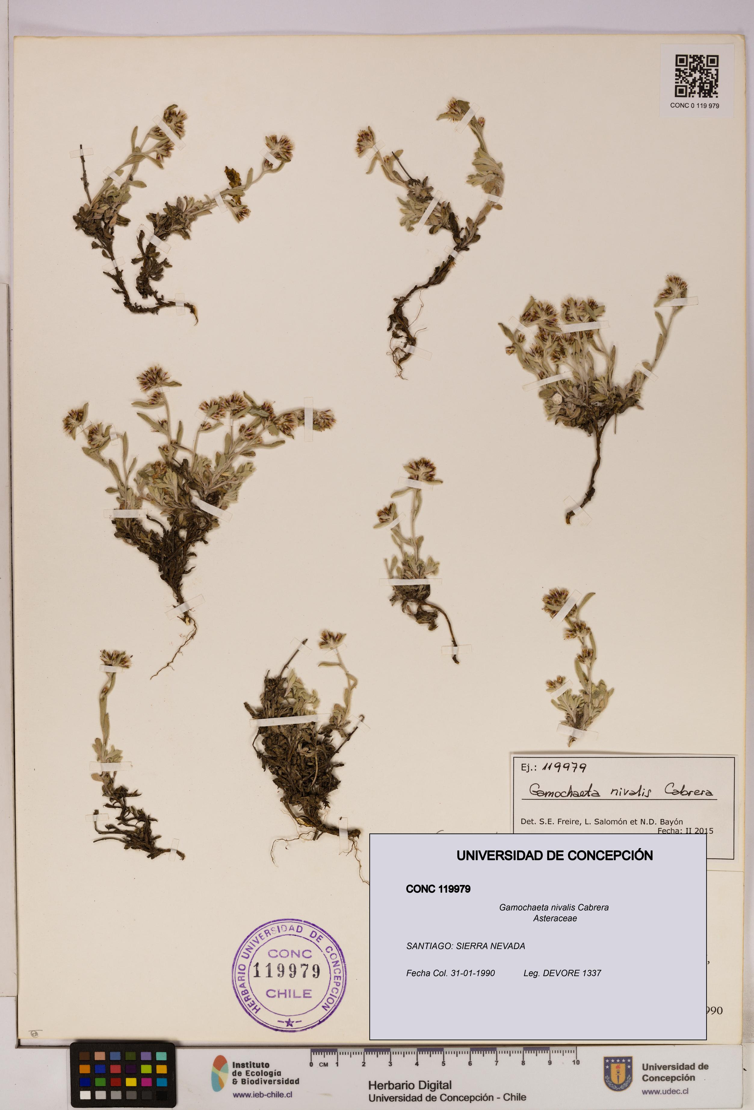 Gamochaeta nivalis [Espécimen: UDEC:CONC:0119979]