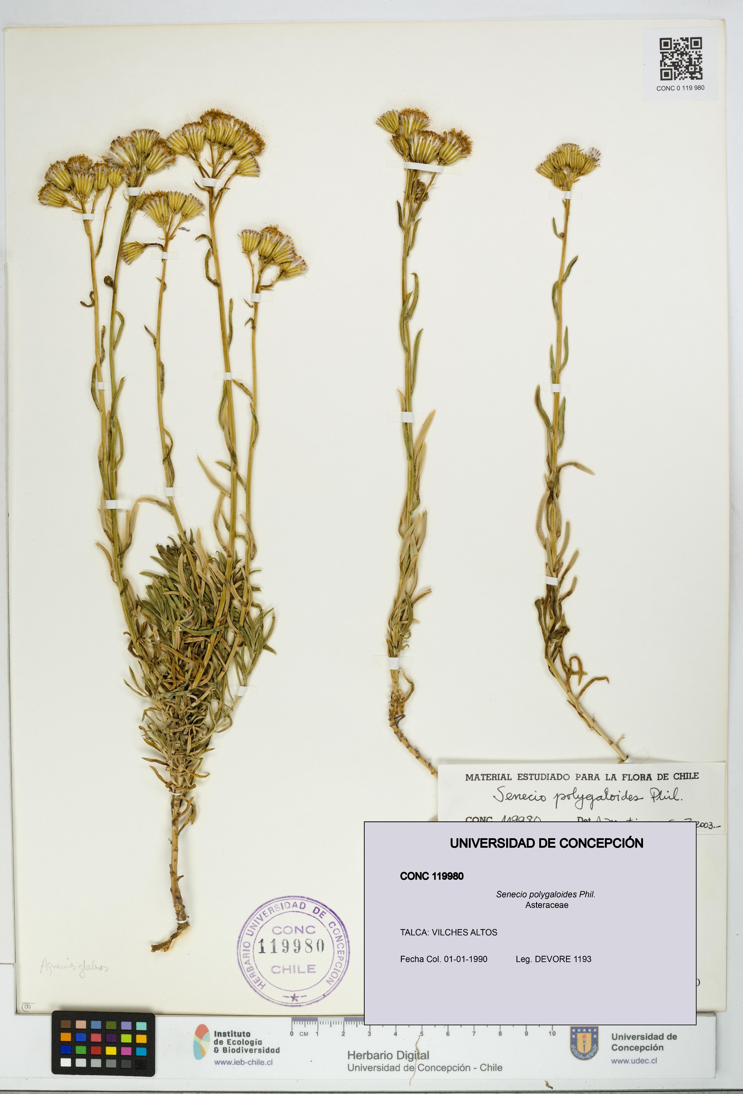 Senecio polygaloides [Espécimen: UDEC:CONC:0119980]