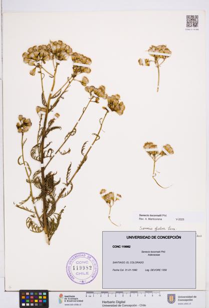Senecio tocornalii [Espécimen: ]