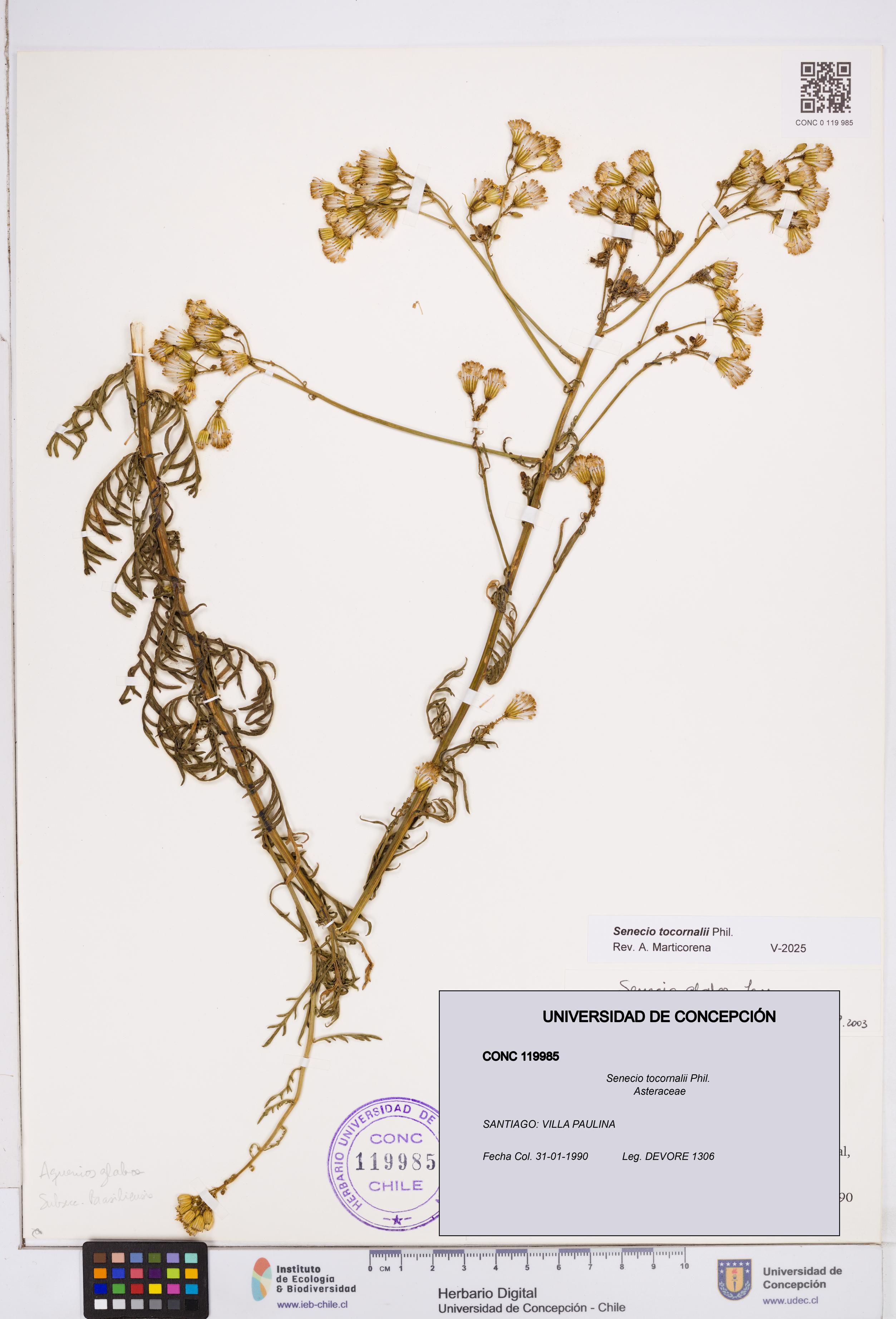 Senecio tocornalii [Espécimen: ]
