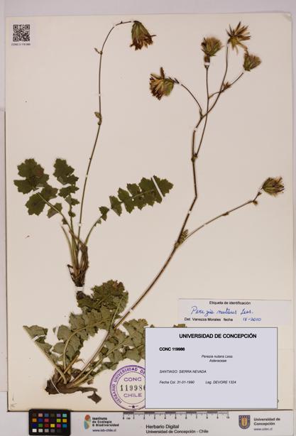 Perezia nutans [Espécimen: UDEC:CONC:0119986]