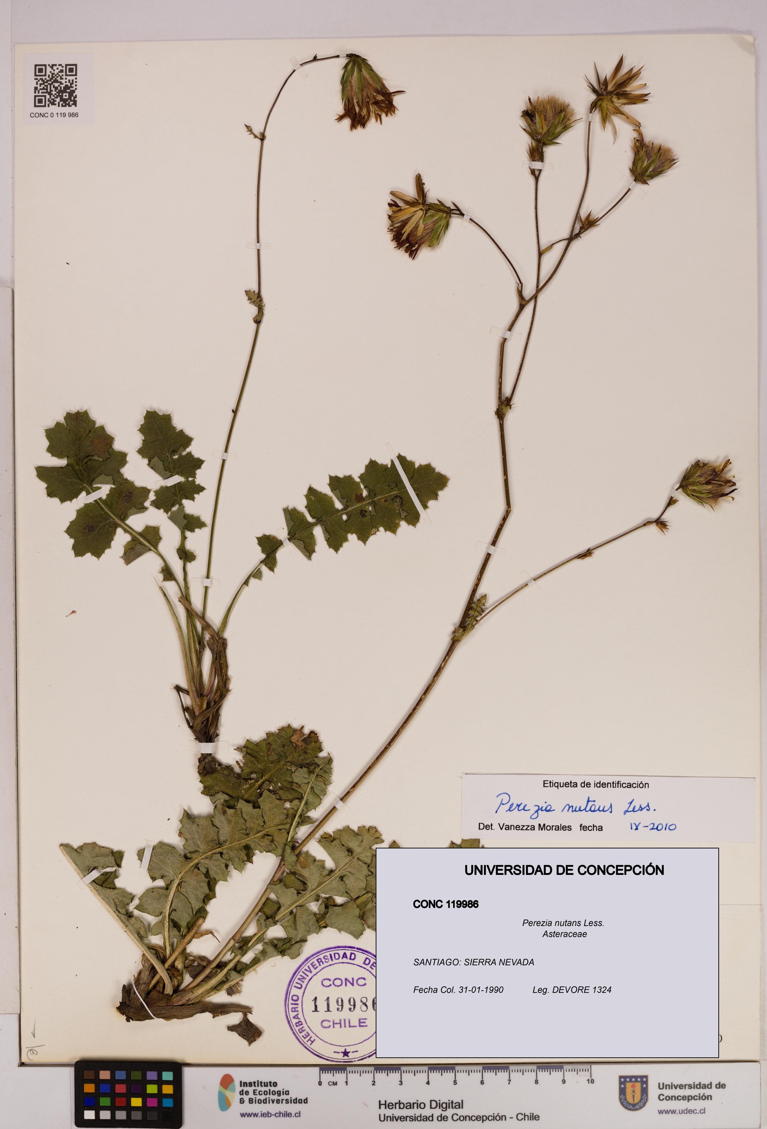 Perezia nutans [Espécimen: UDEC:CONC:0119986]