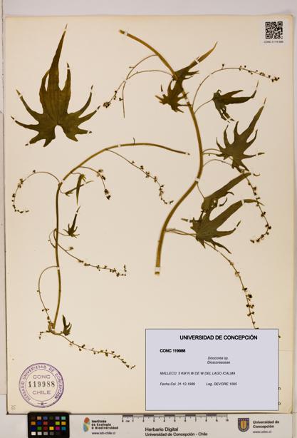 Dioscorea sp. [Espécimen: ]