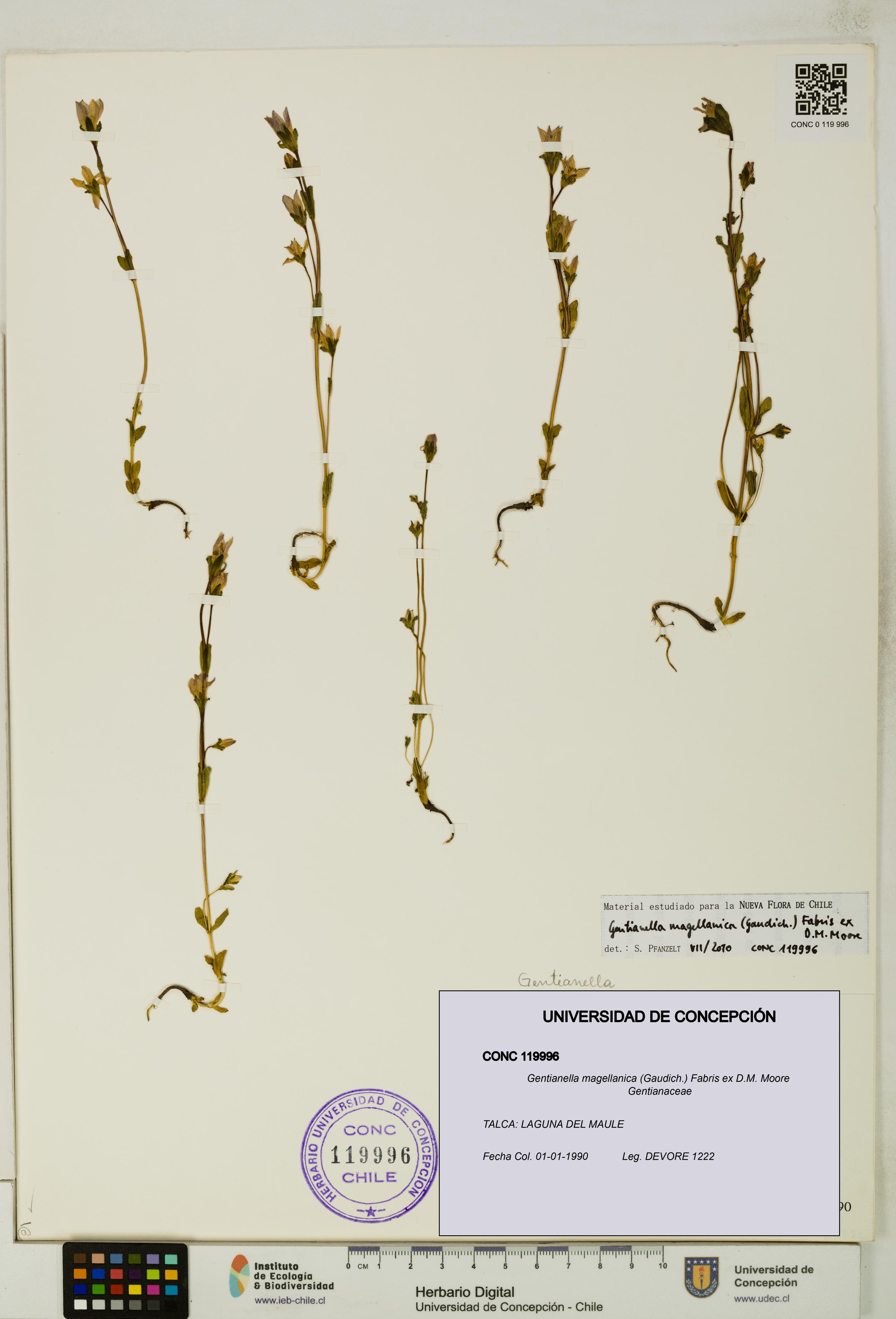 Gentianella magellanica [Espécimen: UDEC:CONC:0119996]