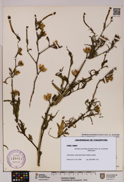 Nicotiana acuminata [Espécimen: UDEC:CONC:0120001]