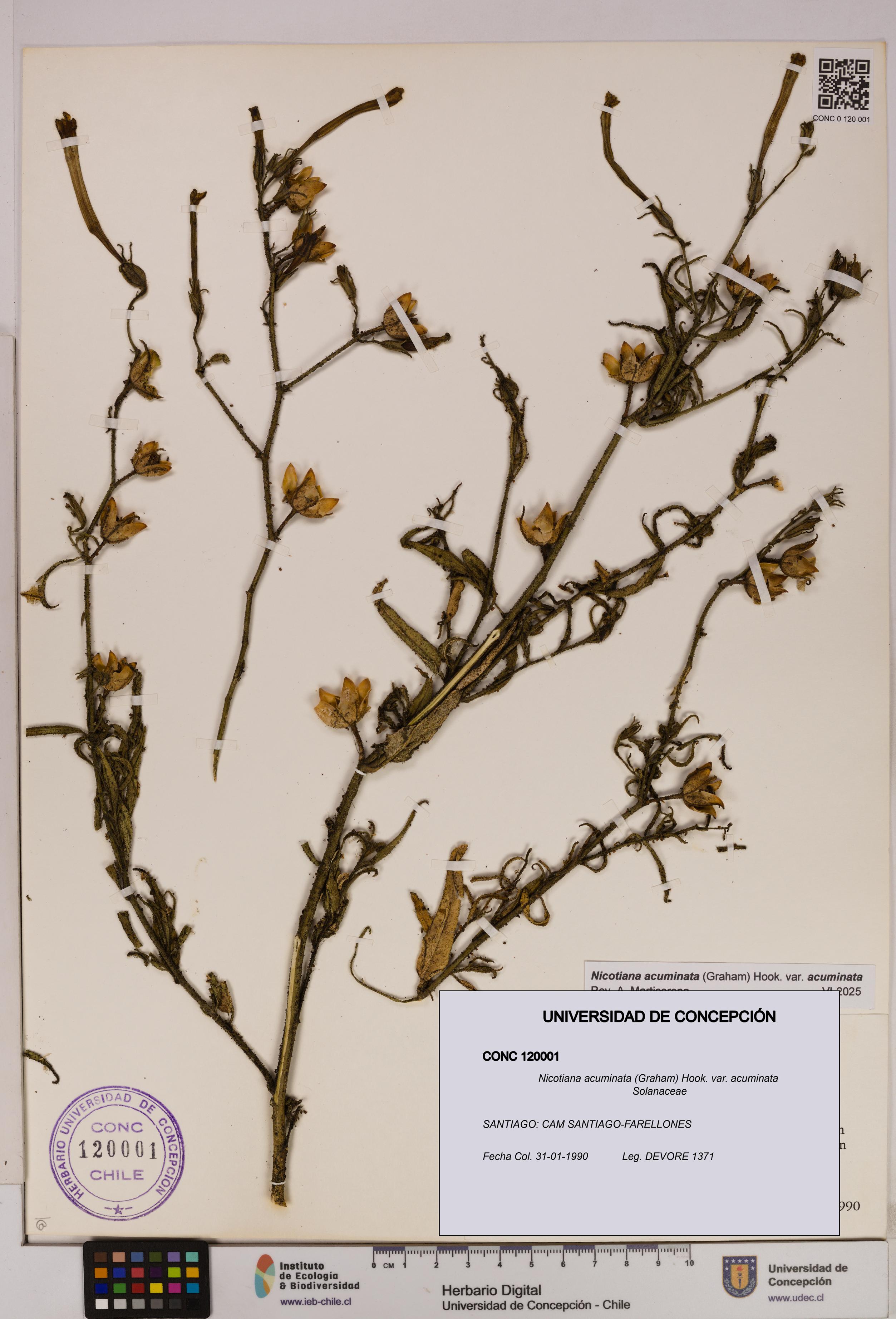 Nicotiana acuminata [Espécimen: UDEC:CONC:0120001]