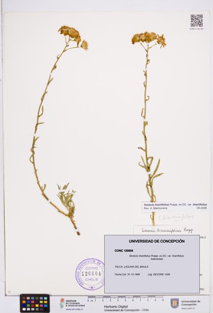 Senecio linariifolius var. linariifolius [Espécimen: ]