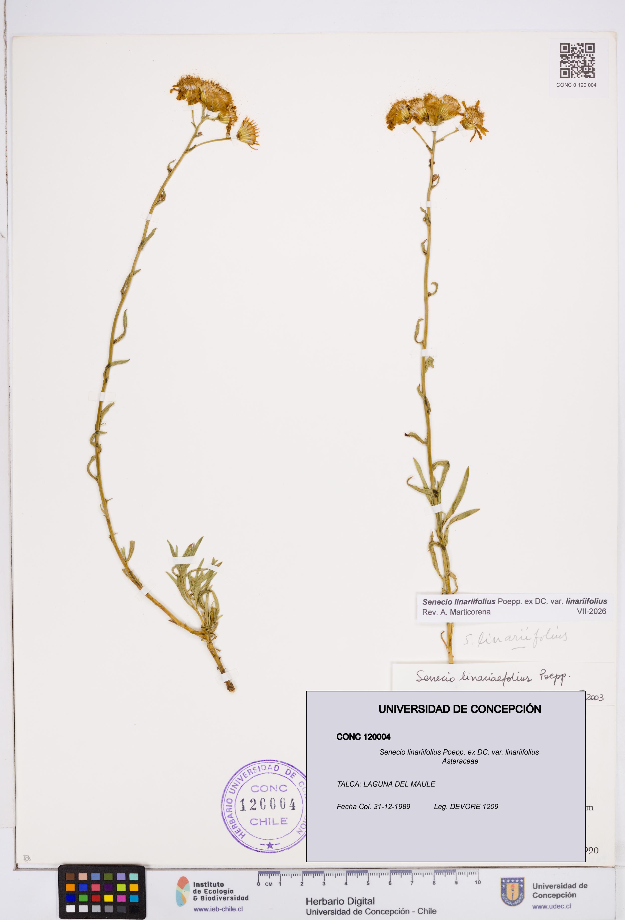 Senecio linariifolius var. linariifolius [Espécimen: ]