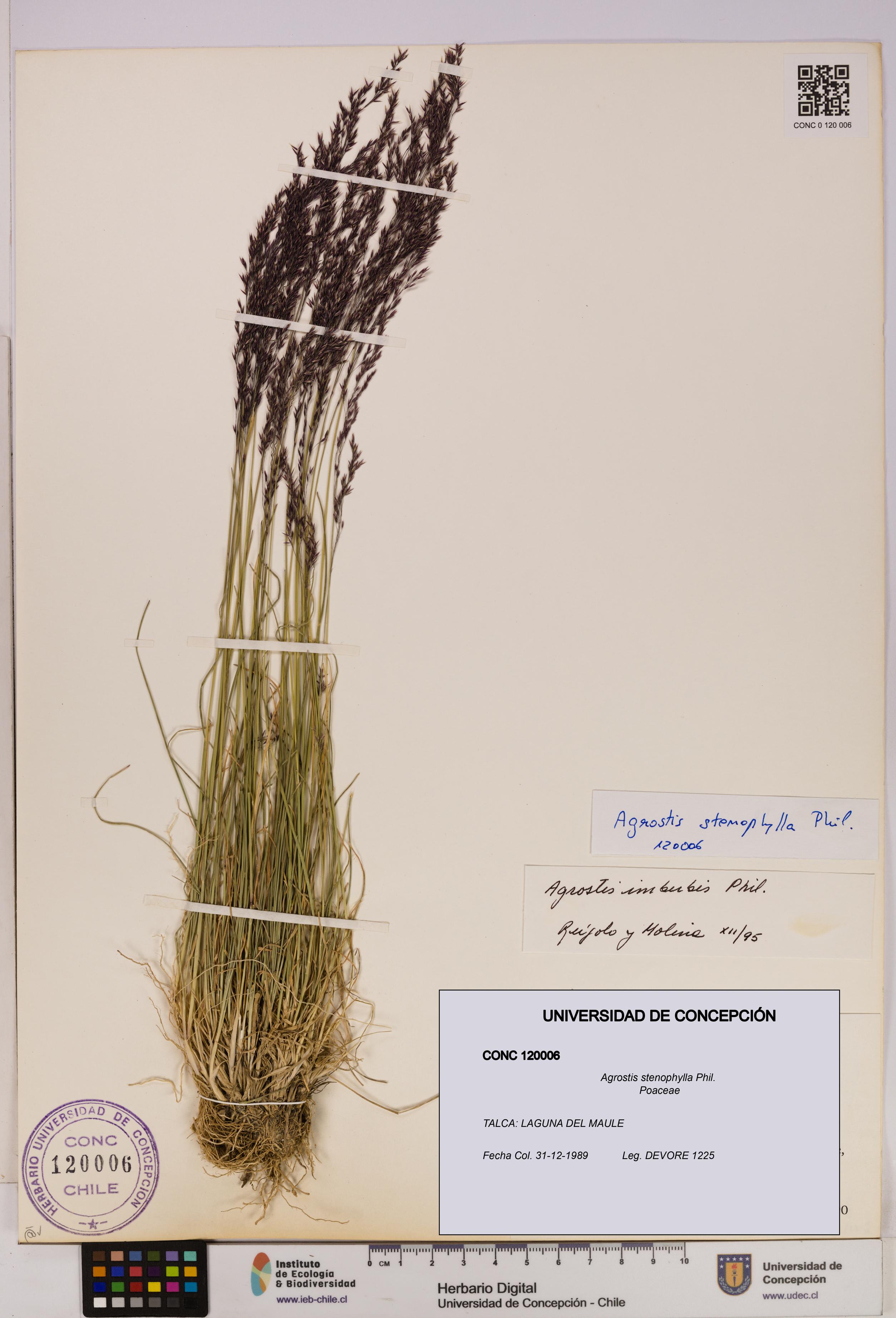 Agrostis stenophylla [Espécimen: UDEC:CONC:0120006]