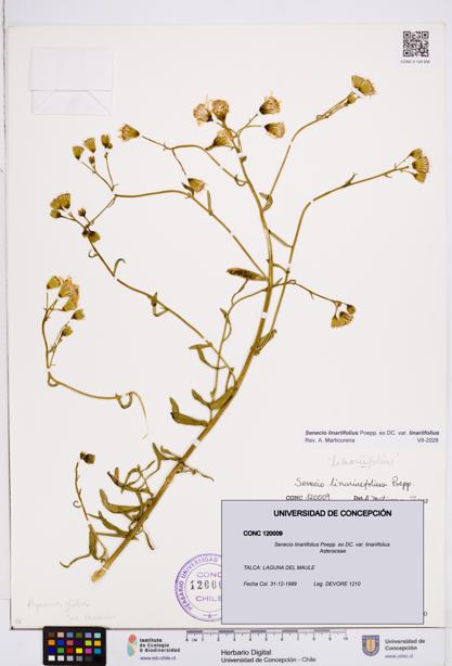 Senecio linariifolius var. linariifolius [Espécimen: ]