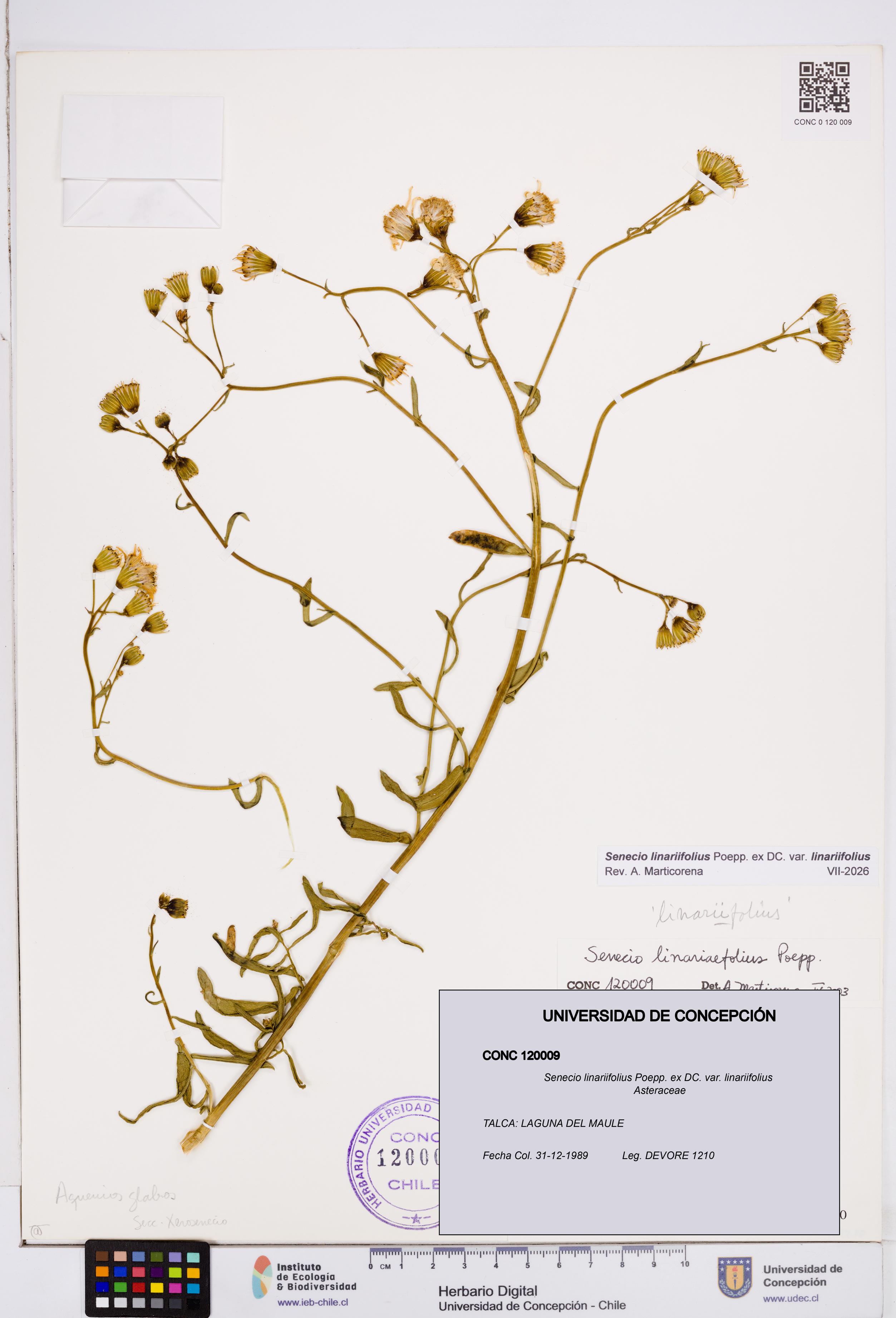 Senecio linariifolius var. linariifolius [Espécimen: ]